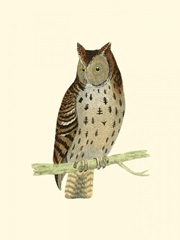 Morris Mottled Owl