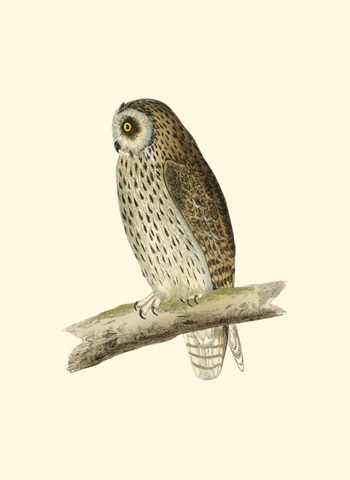 Morris Short Eared Owl