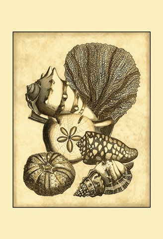 Neutral Shell and Coral Collection I