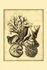 Neutral Shell and Coral Collection II