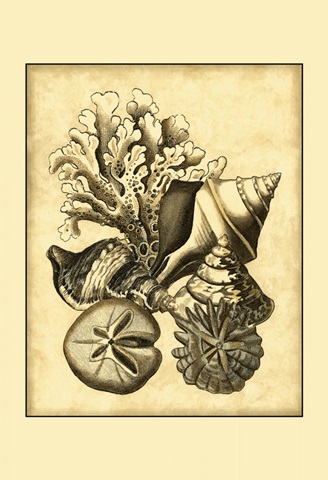 Neutral Shell and Coral Collection II