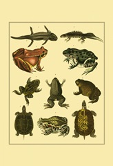 Oken Amphibians