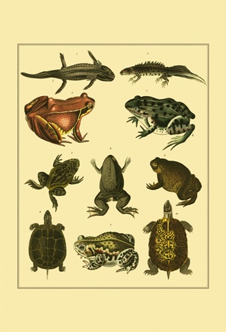 Oken Amphibians