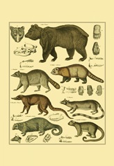 Oken Bear and Raccoon