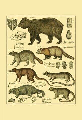 Oken Bear and Raccoon