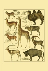 Oken Giraffe and Camel