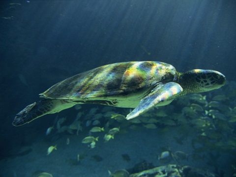 Aegean Sea Turtles I
