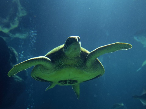 Aegean Sea Turtles II