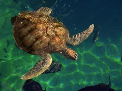 Aegean Sea Turtles III
