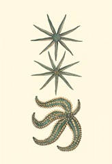 Aquamarine Starfish II