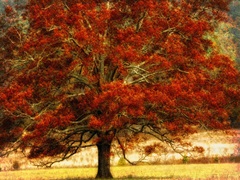 Autumn Oak I