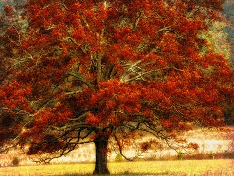 Autumn Oak I