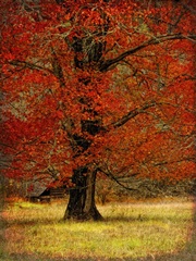 Autumn Oak II