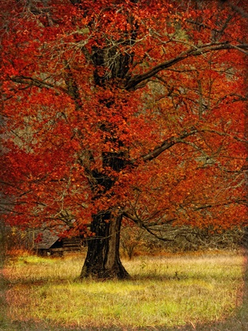 Autumn Oak II
