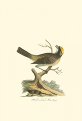 Black-Crowned Bunting