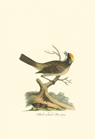 Black-Crowned Bunting