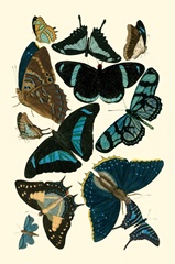 Blue Butterfly Study