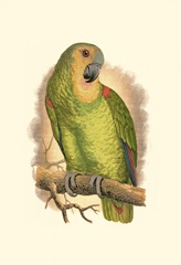 Blue-Fronted Amazon