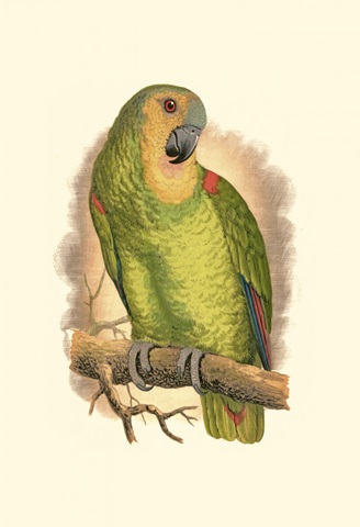 Blue-Fronted Amazon