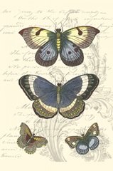 Butterfly Delight I