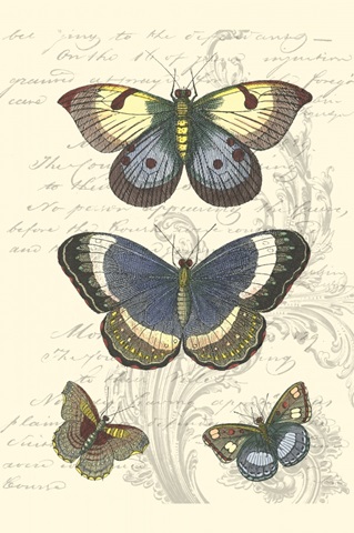 Butterfly Delight I