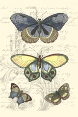 Butterfly Delight II