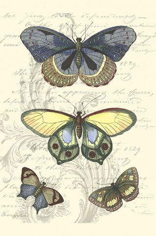 Butterfly Delight II