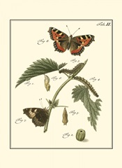 Butterfly Metamorphosis I