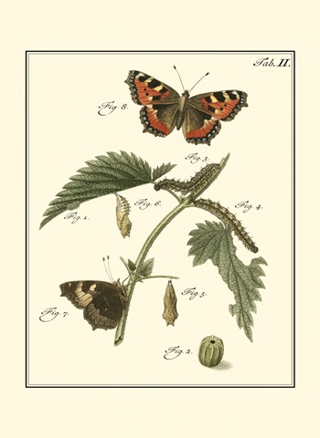 Butterfly Metamorphosis I