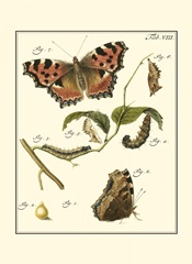 Butterfly Metamorphosis II