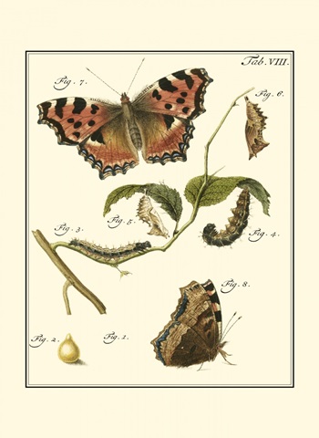 Butterfly Metamorphosis II