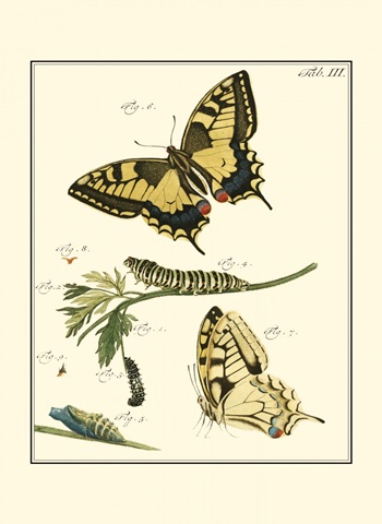 Butterfly Metamorphosis III