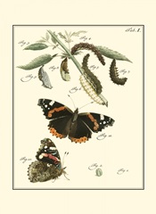 Butterfly Metamorphosis IV