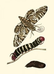 Butterfly Transformation III