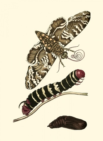 Butterfly Transformation III