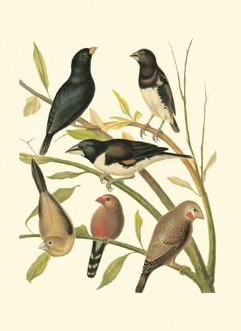 Canaries and Cage Birds I