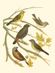 Canaries and Cage Birds III