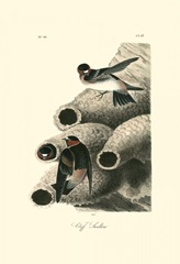 Cliff Swallow