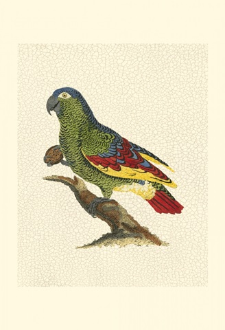Crackled Antique Parrot II