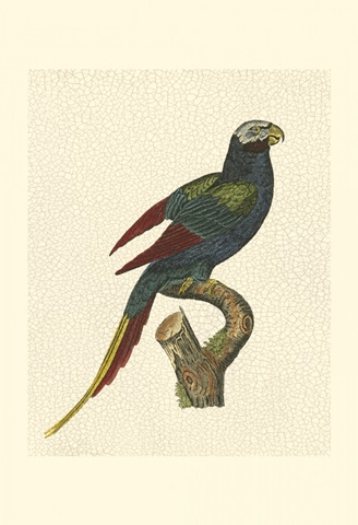 Crackled Antique Parrot III