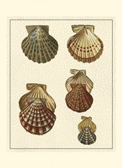 Crackled Antique Shells I