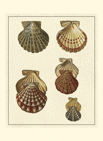 Crackled Antique Shells I