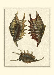 Crackled Antique Shells V