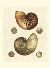 Crackled Antique Shells VII