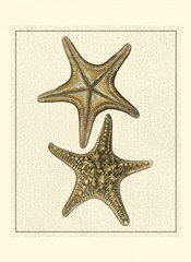 Crackled Antique Shells VIII