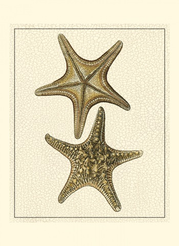 Crackled Antique Shells VIII