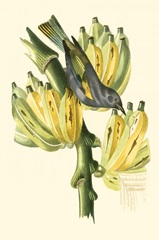 Cuvier Exotic Birds VII