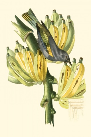 Cuvier Exotic Birds VII