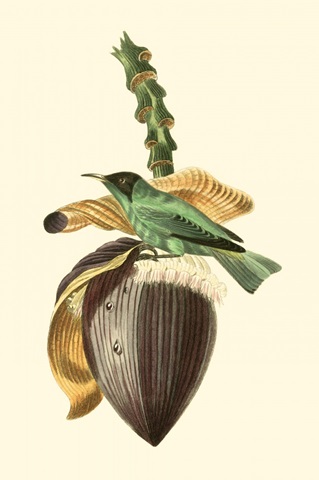 Cuvier Exotic Birds VIII