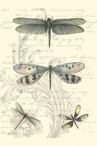 Dragonfly Delight II